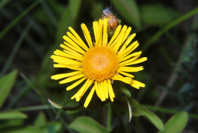 Inula salicina